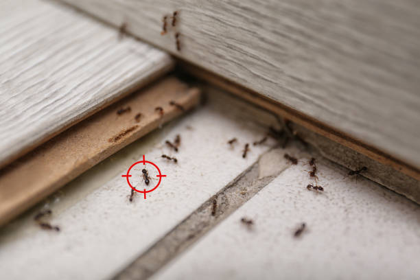 Best Bed Bug Extermination  in Lake Crystal, MN