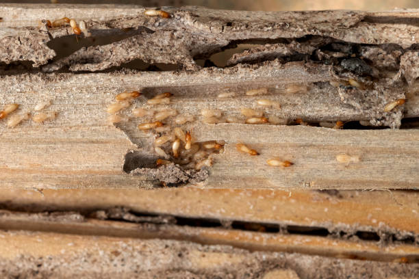 Best Residential Pest Control  in Lake Crystal, MN